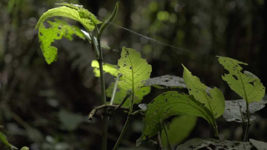 Some plants with an abandoned spiderweb., a Nature Video by BlackBoxGuild