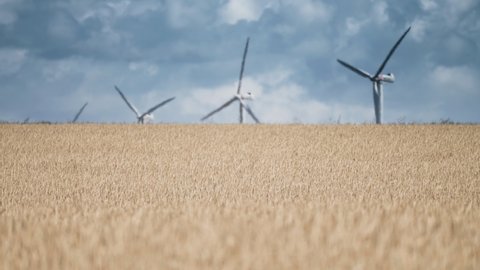 A row of wind turbines in the fields of wheat. Blades rotate slowly. Slow-motion, pan follow.