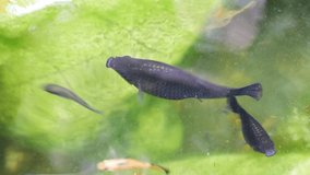 ornamental fish black goldfish swimming video