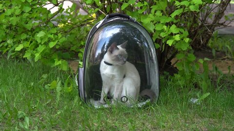 The cat sits in a backpack with a transparent window.