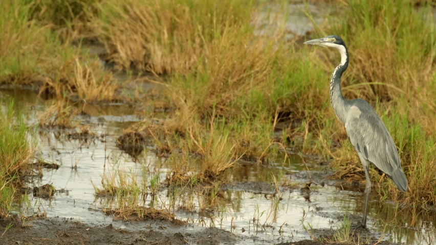 A black-headed heron stands in a stream next to bushes of grass in the African savannah of the Serengeti National Park, Tanzania.