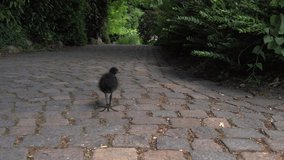 a small baby wild bird runs in the park. 4K video