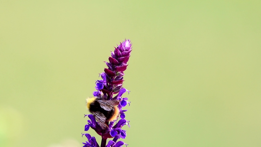bumble bee macro on flower
