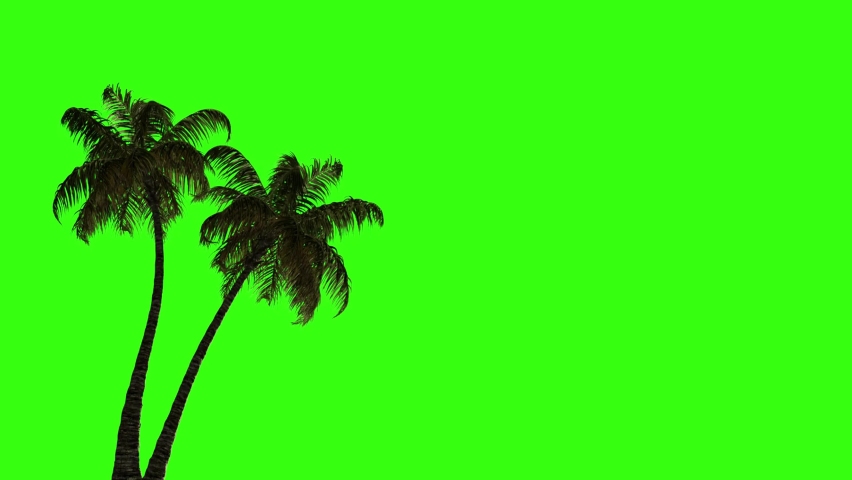 Palm green screen background branch and leaves. plams. Beautiful palm trees with coconuts on the tropical island beach ready for compose.palm green screen video. nature. traveling and travel video.new | Shutterstock HD Video #1091938351