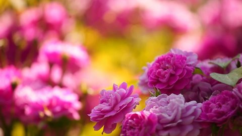 22 English Roses Wallpaper Stock Video Footage - 4K and HD Video Clips |  Shutterstock