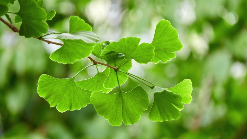 Ginkgo biloba, gingko maidenhair tree, is tree native to China. It is last living species in order Ginkgoales, which first appeared over 290 million years ago. Royalty-Free Stock Footage #1091941215