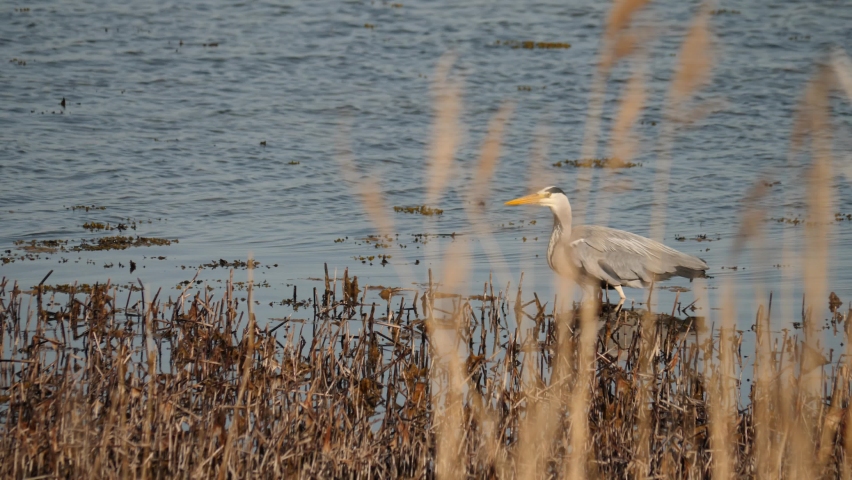 Grey Heron Standing Still at Wetland Seen Behind Reed