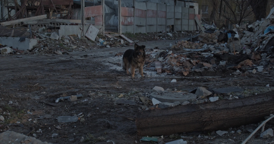 Front view of homeless dog wandering through ruined road by bombed attack. Pet looking for food among buildings rubble after shelling during russian invasion of Ukraine