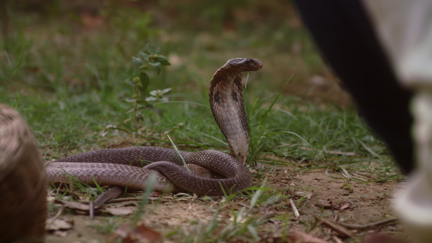 Venomous King Cobra on the Grass with Its Hood Open. Snake Charmer Touches the Snake With a Stick. Handheld Shot