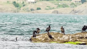 Cormorants on a rock in the sea.