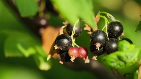 Ripe black currant berries fruit. Fresh black currant berries on the bush in the garden, outdoors. Harvest, healthy food