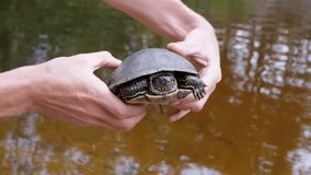 Human, Standing by River, Holds a Pond Turtle in Hands. A caught European green tortoise pokes head out of the shell, moves paws, claws. Spotted amphibian in beam sunlight. Summertime. 4K.