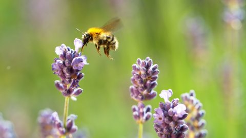 Bee flying into lavender blossom, gathering pollen, macro shot. Filmed on high speed cinema camera, 1000fps.