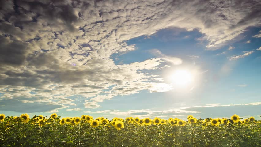 Sunflowers following Sun. Timelapse.