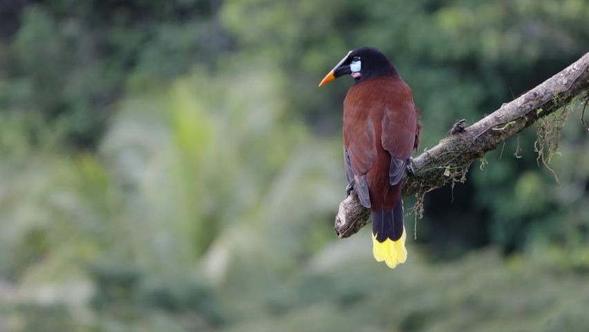 a high frame rate rear view of a montezuma oropendola perched on a branch at boca tapada in costa rica Royalty-Free Stock Footage #1091962141