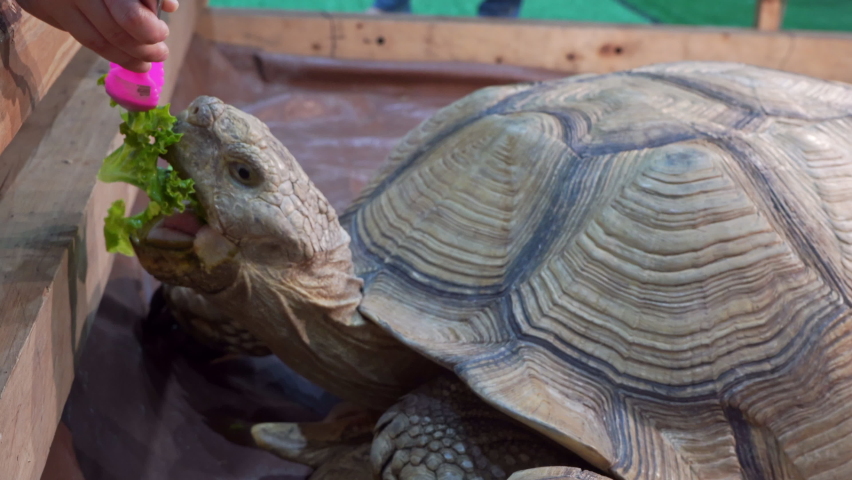 Sulcata tortoise eating vegetables on the wooden floor. | Shutterstock HD Video #1091965569