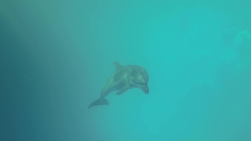 Dolphin slowly swims nearby - slow motion Royalty-Free Stock Footage #1091967431
