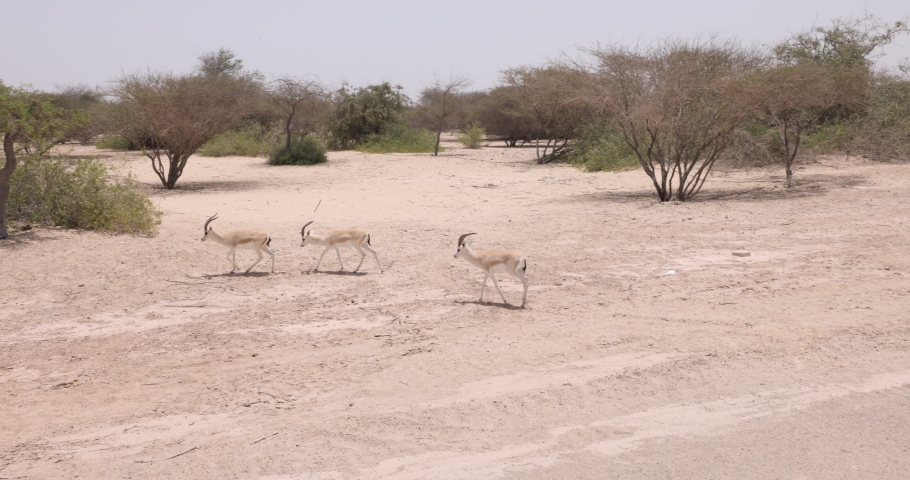 Arabian Sand gazelles grazing within a wildlife conservation park in Abu Dhabi, United Arab Emirates