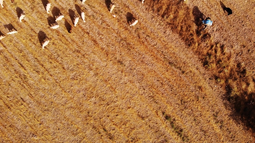 Flock of Sheep crossing the Road