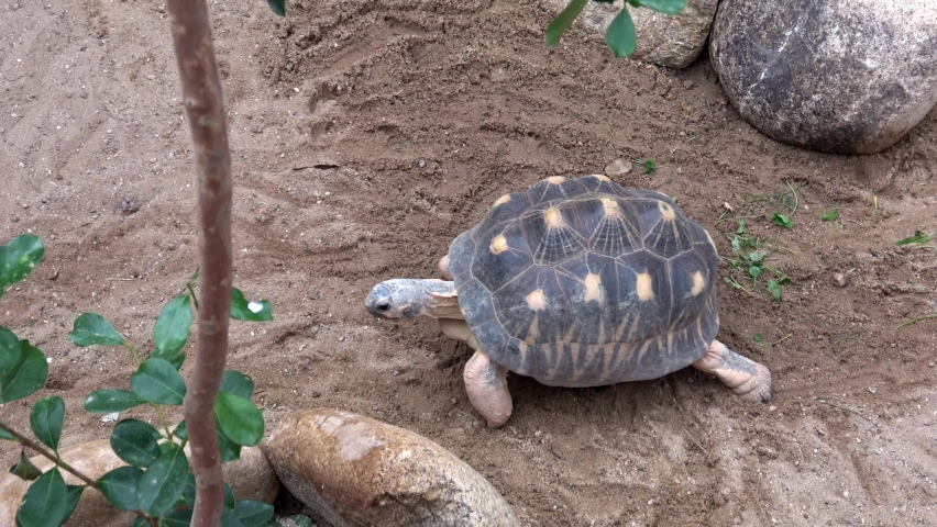 Madakascar tortoise (Pyxis arachnoides).Tortoise is walking on the ground