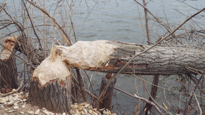 Trunks of trees on the shore of the lake gnawed and felled by a beaver | Shutterstock HD Video #1091973779