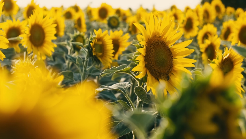 Sunflower. Sunflower field. Beautiful footage of sunflowers field. Close footage of sunflowers field. Blooming Sunflowers. Sunflowers 4k resolution footage. Sunflower production. Royalty-Free Stock Footage #1091974775