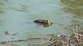 Frog is sitting in a pond.
Close up video footage of a frog in the water.