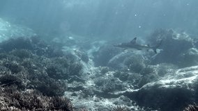 Tropical seascape, coastline with blacktip reef shark underwater. Underwater video of shark swimming among coral reef in tropical sea water in Thailand, Andaman Sea
