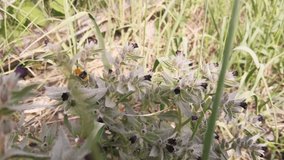 Bee fly near meadow flower. Allergy insect macro video. Green grass. Bumblebee garden action. Beautiful blossom and organic fur flight. Ecology life concept. Slow motion. Honeybee worker eating