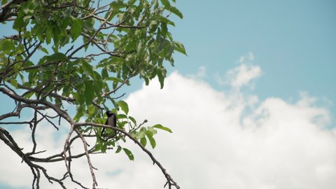 a tree swallow on a branch. Bird sitting on the edge of a tree branch. The tiny bird looks around then flies away. The species of bird is most likely a type of sparrow, finch, or swallow.
