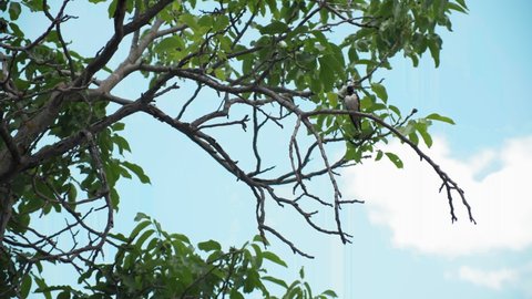 a tree swallow on a branch. Bird sitting on the edge of a tree branch. The tiny bird looks around then flies away. The species of bird is most likely a type of sparrow, finch, or swallow.