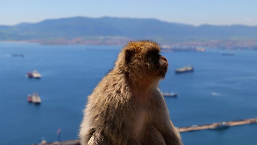 Close Up Of Barbary Macaque Sitting On The Upper Rock Of Gibraltar Nature Reserve With Seascape In Background.