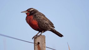 A Long-tailed Meadowlark ( Sturnus Loyca) perching on a post in a windy day, sunset light. Slow Motion video.