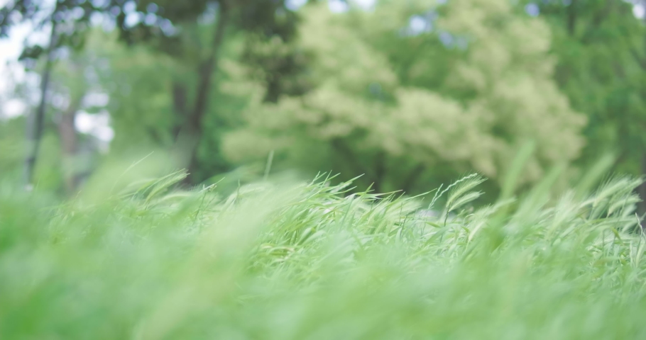 Green grass close-up. Grass swaying in the wind in slow motion.  It waving along wind breeze. Slow motion   | Shutterstock HD Video #1091989521