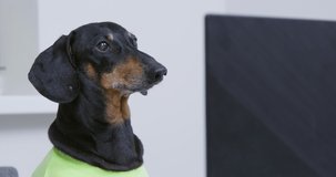 Adorable dachshund dog in a green t-shirt is sitting at a laptop and playing video game or working, front view. Puppy uses or spoils gadget while owner does not see