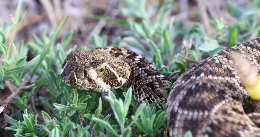 Static video of a Western Diamondback Rattlesnake(Crotalus atrox). Video is a closeup of Rattlesnakes head and rattle.