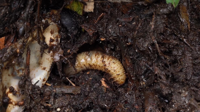 Green Rose Chafer Larvae Feeding In A Compost With Other Living Organism. Static