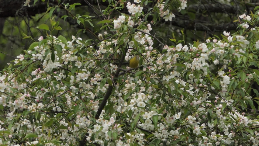 Connecticut Warbler Male Catches and Eats Worm in Tree Branches