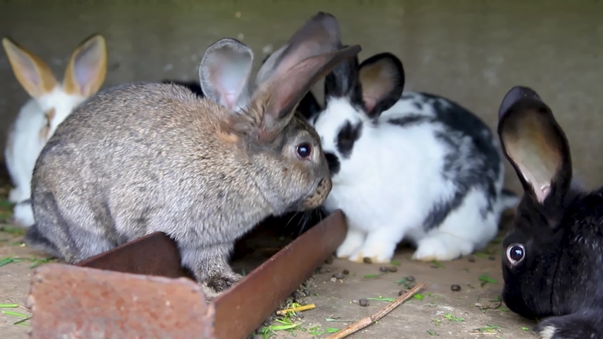 A family of rabbits in a cage. Fluffy rodents. Breeding animals on the farm. Rabbits eat green juicy grass. Royalty-Free Stock Footage #1092002659