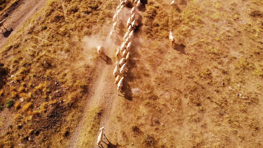 Flock of Sheep crossing the Road