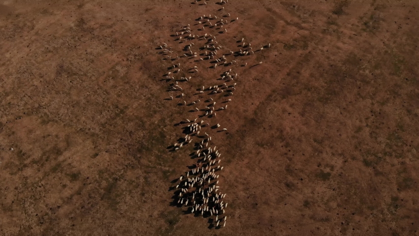 Flock of Sheep crossing the Road