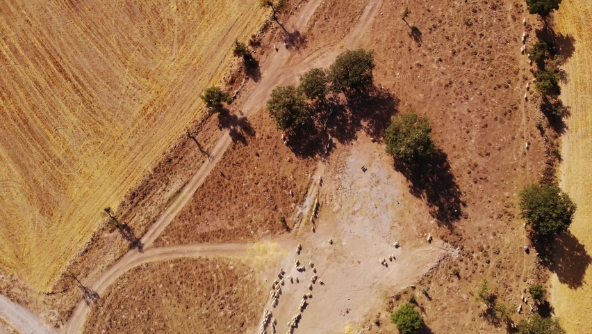 Flock of Sheep crossing the Road