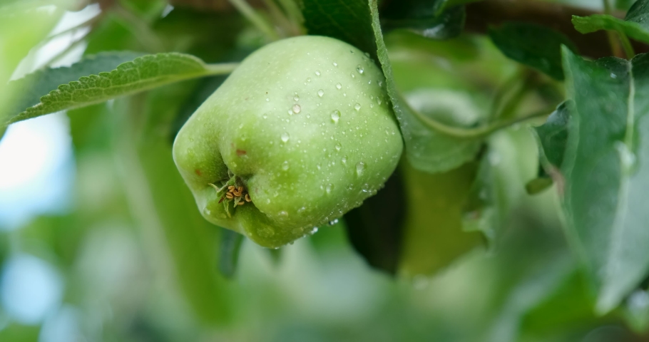 Fresh Apples on Apple Tree