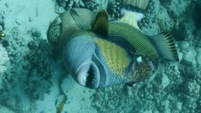 VERTICAL VIDEO: Close up portrait of Trigger fish on coral reef. Titan Triggerfish (Balistoides viridescens) Slow motion, Underwater shot. Red Sea, Egypt
