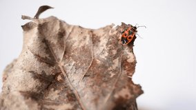 the video shows how a red bug soldier crawls on a dry yellow leaf.