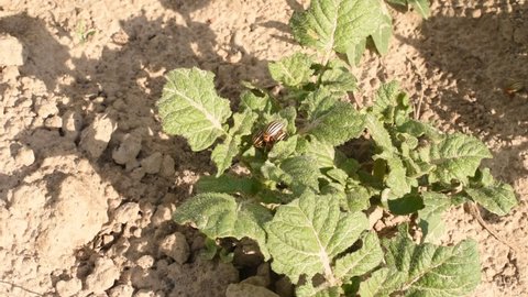 The video shows how several Colorado potato beetles crawl along the ground towards a potato bush, while others are already sitting on this bush.
