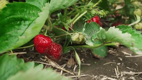 Farmer's hands picking organic strawberries. Strawberry field in spring . Close up view footage