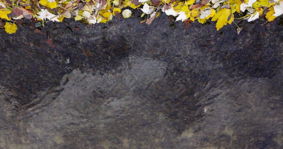 Nature, Autumn Landscape. Sea and Yellow Leaves. Coast River, Pond. Water Surface in Slow motion. Natural Background, Wallpaper. Beautiful View. Time of Year. 