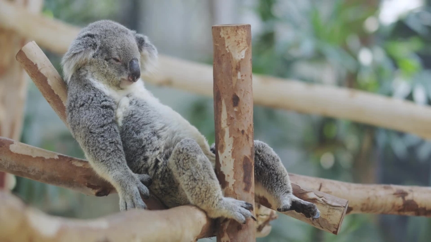 Koalas the cute animal from Australia Royalty-Free Stock Footage #1092026327