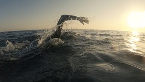 Man training front crawl technique in open water, back view. Sportsman swimming in choppy sea at sunset. Swimmer workout, tracking shot from backside - Powered by Shutterstock - Get 15% off with code: PIKWIZARD15